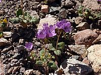 vallée de la mort  (89).JPG